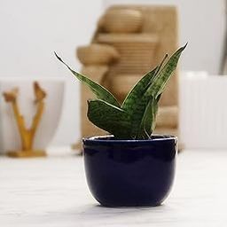 Leafy Tales Sansevieria Green Live Plant in Blue Ceramic Urn Pot (Snake Plant), Snake Small+Blue UrnCeramic (Model: Snake Small+Blue UrnCeramic)-image-34