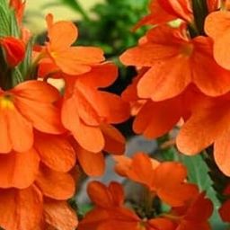 SIVSENKAR ARGANICS HIBRID YEAR ROUND KANAKAMBARAM FIRECRACKERS FRESH SEEDS FOR GREAT HAPPY HOME GARDENING PACK OF 200+ SEEDS-image-6
