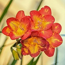 Freesia Flower Bulbs Double Orange (5 Bulbs) By Zabbus-image-67