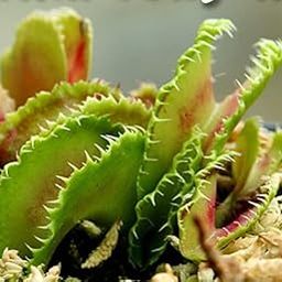 BCP Kim Jong-Il Venus Fly Trap Seeds Eco Pack - 30 Seeds-image-44