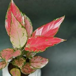 Plantorish_Aglaonema (Lipstick Single Stem) Natural Live Indoor Plant | Healthy Live Plant | For Home, Office, Livingroom, Bedroom, Garden Décor (Pack of 1)_F53-image-90