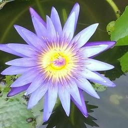 Water Lily Blue- Aquatic Plants-image-35