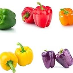 5 Verity Capsicum Seeds Combo For Home Gardening (Purple,Green,Yellow,Orange Red) 10 Seeds Each Verity-image-97