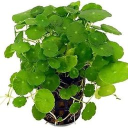 PMK E Store Brahmi(Mandukaparni)-Centella Asiatica Live Medicinal Ayurvedic Herb Plant-image-41