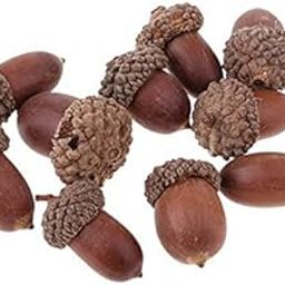 Bnf® 6x10 Pieces Natural Acorns Dried Table Ornament Creative Home Decoration DIY|Crafts | Home Arts & Crafts | Floral Crafts | Other Floral Craft Supplies-picture-17