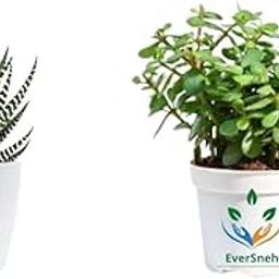 EverSneh Live Zebra Plants/Haworthias Succulent Zebrina/Good Luck Jade Plant Combo 2 Plants Best For Home Decorative Combos Plants With Black Plastic Pot-image-35