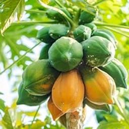papaya seeds for planting Pack Of 750-image-44