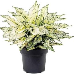 Chinese evergreen plant indoor, Indoor snow white plant leaf pack of 1 big plant-image-3