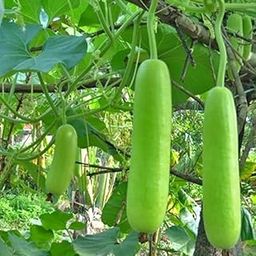 Bottle Gaurd Seeds, Louki Vagitable seeds, Gardening outside and terrace outdoor (pack of 50pcs) సొరకాయ గింజలు, लौकी का बीज sorakaya ginjalu-image-89