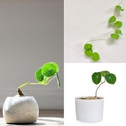 ibains Stephania Erecta Plant Live Bulb Air Purifying Indoor Plant Live Bulb (Without pot) || (Big Size, Pack Of 1)-image-62
