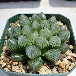 Succulent Plants|Haworthia cooperi Live Plant with pots-image-54