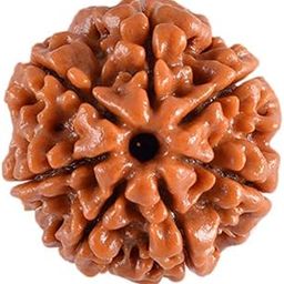 7 Mukhi Rudraksha - Nepal Origin - with Certificate-49