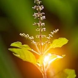 KANIKA NURSERY Ayurvedic Live Holy Basil Rama Tulsi Pooja Plant for Home Garden-image-41
