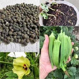 F1 Ladyfinger/Bhindi/Okra High Germination Seeds Organic Hybrid Vegetable Seeds for Home and Terrace Gardening (Pack of 100 Seeds)_P132-image-11