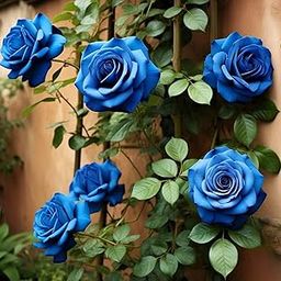 NooElec Seeds India Blue Climbing Rose Flower Seeds. 20 Seeds Eco Pack - Creepers Flower Seeds-image-18