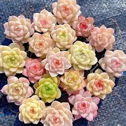 generic Echeveria mix seeds premium selection, pink succulent, rare succulent, 20 seeds-picture-12