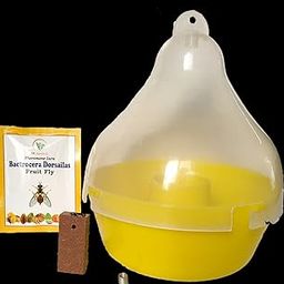 Bactrocera dorsalis - Fruit Fly Pheromone Lure with Mac Phill Trap for Effective Pest Control in All Fruit Crops Like Mango, Papaya, Orange Citrus, Pack of 02 Set-61