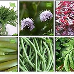 Creative Farmer Suitable Seeds Combo Herb Seeds & Vegetable Seeds : Amaranthus(Red), Bittergourd Priyanka - White Large Spindle Fruits , Cowpea (Anaswara), Dolichus Beans (Grace), Terragon, Penny Royal Kitchen Garden Pack-image-71