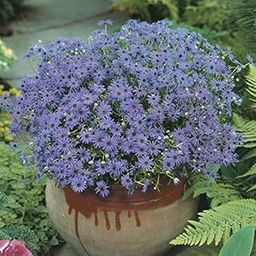 M-Tech Gardens Rare Brachycome " Blue Star " Exotic 30 Seeds for Growing-image-93