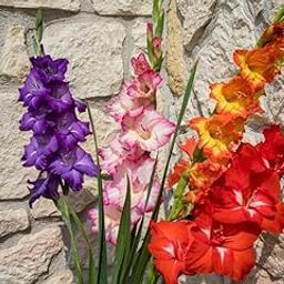 Gladiolus flower bulbs hybrid all season,Assorted Rainbow Colours, Garden Planting Collection,High germination Pack of 8 Multicolour bulbs-image-39