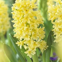Ritz Farming Rajnigandha Flower bulb | Yellow Rajnigandha for Home pots | summer Flowering Seeds for Home And Kitchen Gardening pack of 2 bulb-image-14