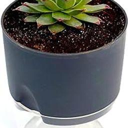 Veryhom | Original Red Tip Laxmi Kamal Vastu Plant | Sempervivum Live Succulent Plant With Self-Watering Pot | Vastu Plant | Indoor Plant | Live Plant | Good Luck Plant-image-35