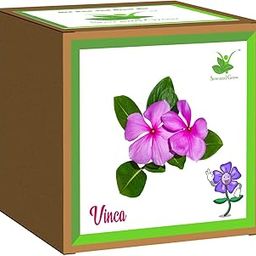 Sow and Grow Seed Starter Flower Grow Kit of Vinca/Periwinkle || DIY Easy Grow it Yourself Gardening Kit for Home and Garden || A Complete Beginner Gardeners Gardening Set-image-98
