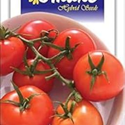 Tomato F1 Hybrid Sachriya Vegetable seeds Kitchen Garden Packet-image-85