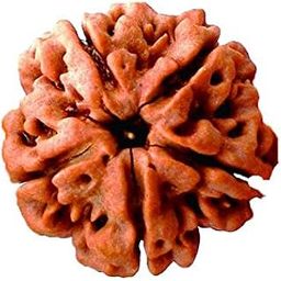 Petrichor Nepali 5 Mukhi/5 Faced Brown Rudraksha with Certificate for Men and Women-47