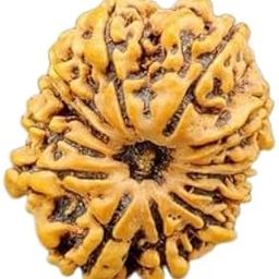 GEMFINITY Religious 13 Faced Nepali Rudraksha 13 Mukhi Rudraksha Original Certified Nepali Beads AAA+++ Quality Terah Mukhi Rudraksha Thirteen Mukhi Rudraksha for Men & Women 13 मुखी रुद्राक्ष ओरिजनल-3