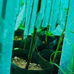 Saideep Agroo Mart Grafting Cover for Plants Size- 2 X 10 Inch Pack of 100-image-62