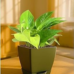 Bombay Greens Golden Money Plant indoor Live Plant | Air Purifying Houseplant | Indoor Lucky Money Plant for Office Table and Bedroom with Self Watering Pot – Green-image-98