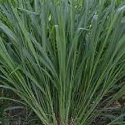 Hybrid Malai Makhan Grass Seeds, Multi Cutting Grass Seeds 100 gram-image-4