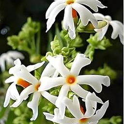 35+ SEEDS- Night-Blooming Jasmine चमेली Flower Seeds For Planting- Home Garden Seeds Pack-image-24