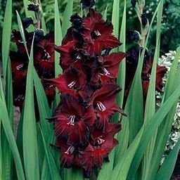 Mphmi Seedless Plant Flower Bulbs Plants Gladiolus Black Beauty (Red, Black) - Bulbs (set of 10)-picture-33