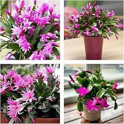 All Time 12 Months Flowering Hybrid Christmas Cactus – German Variety, Purple Color – Live Plant in Grow Bag – Indoor/Outdoor Succulent – Original & Authentic Zygocactus Schlumbergera-image-81
