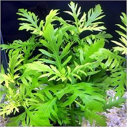 Moss and More - EXOTIC GREEN PLANT 'Water Wisteria' (40+ leaves) Hygrophila Difformis Live Aquarium Plants Decorations-image-94