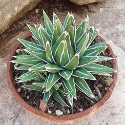 LifeShowMe Delhi Nursery Plants Agave Victoriae - Succulent Plant-picture-31