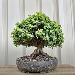 NANDINI GARDEN- Indoor Bonsai Live Plant – Chinese Banyan (FICUS) with Aerial Roots for Natural Decor-image-31