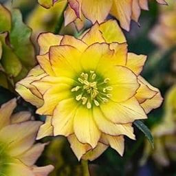 SVG® Hellebore Imported Flower Bulbs For Home Gardening, Pack Of 2 Bulbs (Yellow)-image-8