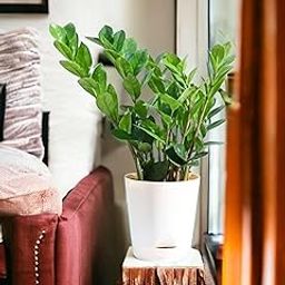 ZZ plant indoor live plant with pot,Zamia Air Purifer Plant Pack of 1 (Zamioculcas Zamiifolia) Indoor House Plant with Glossy Green Leaves-image-44