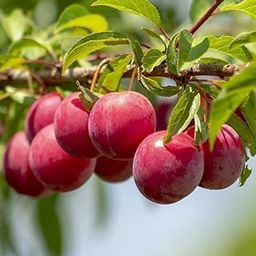 Live Plant Nursery NCR Rare Damson Prunus Domestica Blue Plum Layering Live Plant-picture-26