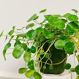 Hydrocotyle vulgaris indoor Plants-image-37