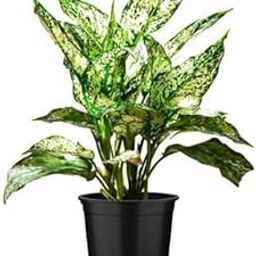 Live Plant Nursery NCR Nurseryplant Aglaonema dud anyamanee, Aglaonema anyamanee (Green, Pink) - Plant-picture-13