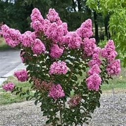 Mphmi Live Plant Nursery NCR Plants Lagerstroemia Indica Plant Common Crape Myrtle - Plant Garden Live Plant Nursery Indoor Outdoor Living Plants-image-51