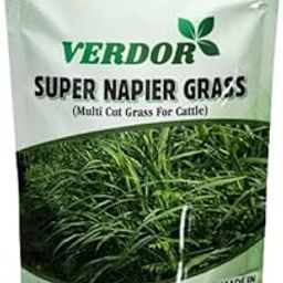 Super Napier Grass Seed High Yield Multi Cut Grass for Cattle (200 Gram)-image-24