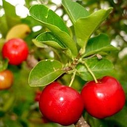 Mphmi Live Plant Kokum, Ratamba (Grown through seeds) - Plant-picture-14