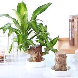 Native Earth Beautiful Live Good Lucky Green Brazilian wood Indoor Plant | For Home Decoration Room Decoration Outdoor Indoor Plant-image-53
