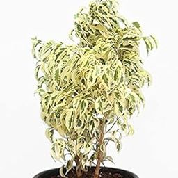 Mphmi Plants Ficus Plant Starlight, Ficus benjamina - Plant Garden Live Plant Nursery Indoor Outdoor Living Plants?-image-55