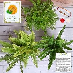 Rolling Nature Rakhi Combo Set of 3 Ferns | Plant It Yourself (PIY) Live Plants | Golden Boston Fern, Mini Green Fern, Button Green Fern | Air Purifier & Good Luck | Home & Office Decor-image-38